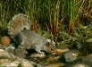 Grey Squirrel